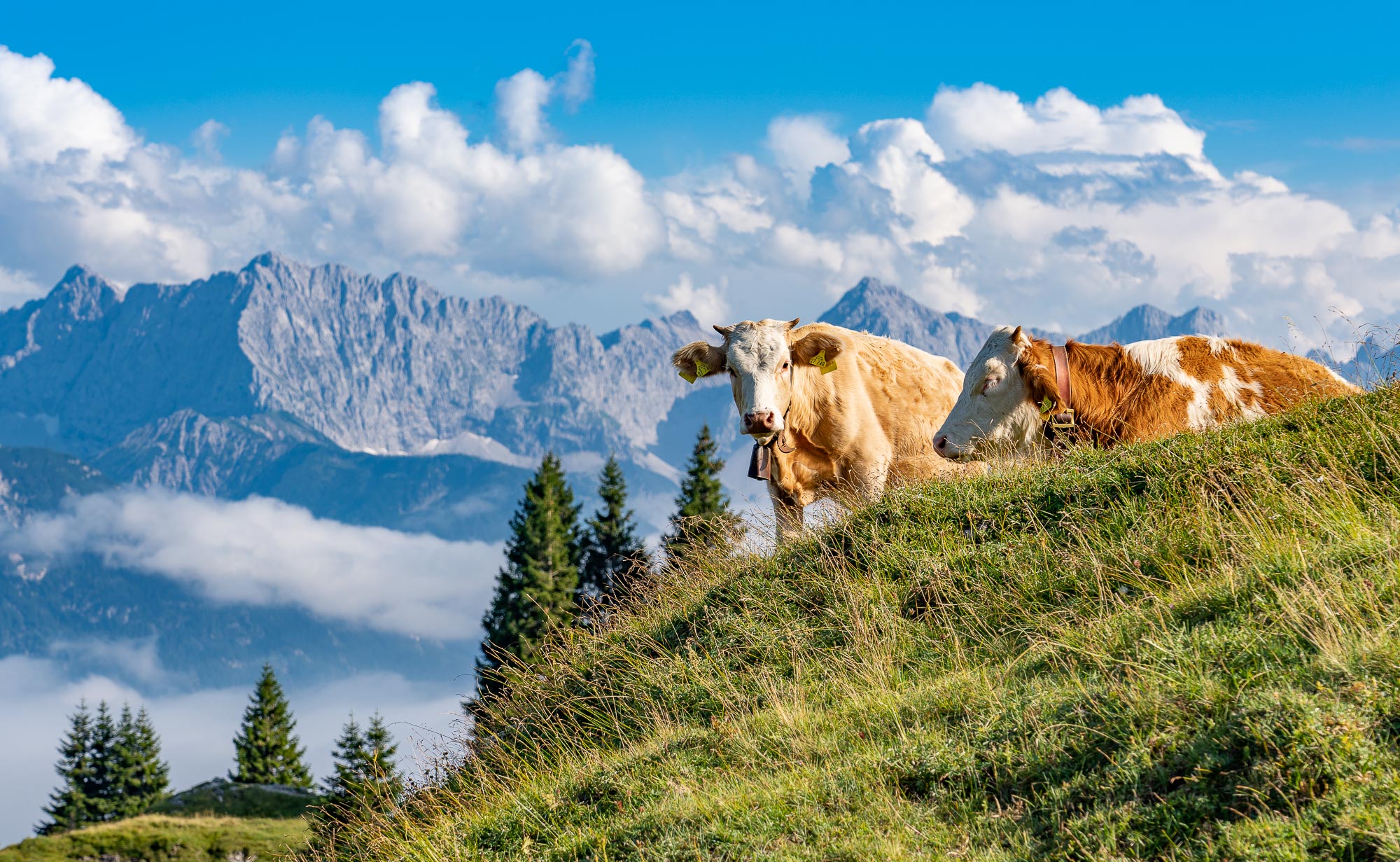 Junge Kälber auf der Wallgaueralm mit Karwendel im Hintergrund